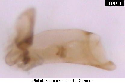 philorhizus_parvicollis.jpg