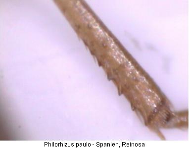 philorhizus_paulo_mschn.jpg