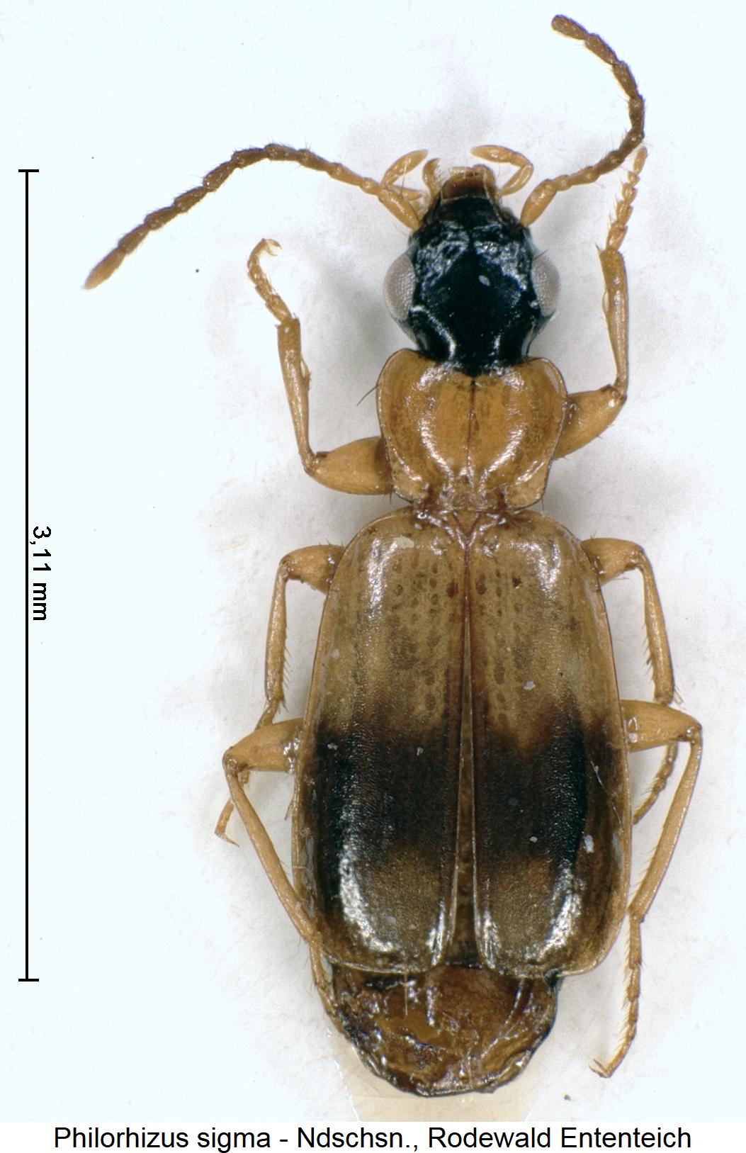 philorhizus_sigma_hab.jpg