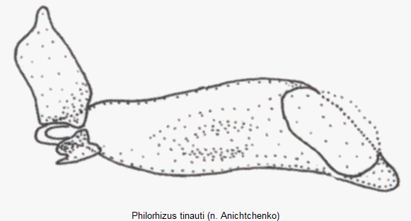 philorhizus_tinauti.gif