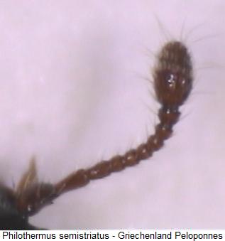 philothermus_semistriatus_flr.jpg