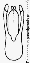 phloeonomus_punctipennis.gif