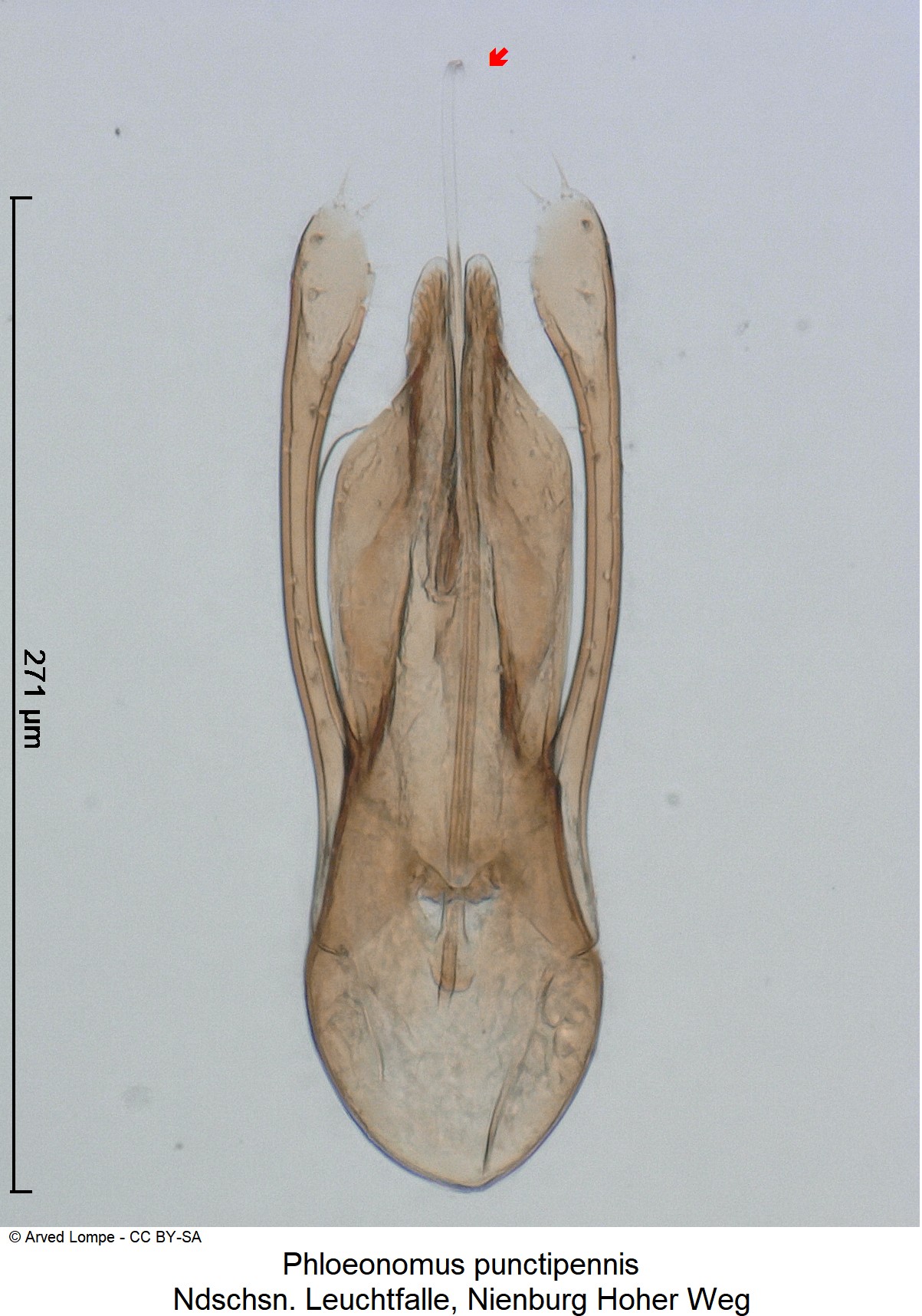 phloeonomus_punctipennis_ck36057512.jpg