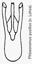 phloeonomus_pusillus.gif
