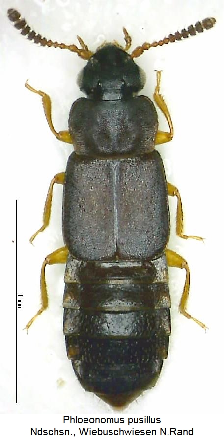 phloeonomus_pusillus_hab.jpg