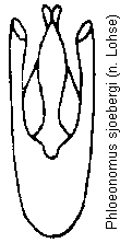 phloeonomus_sjoebergi.gif