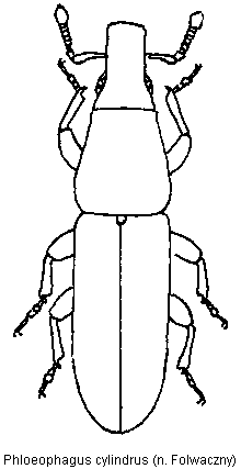 phloeophagus_cylindrus_hab.gif