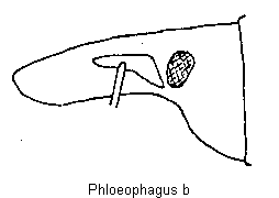 phloeophagus_sa2.gif