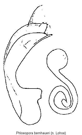 phloeopora_bernhaueri.gif