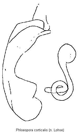 phloeopora_corticalis.gif