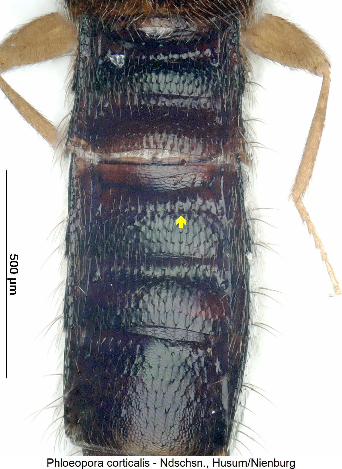 phloeopora_corticalis_ck5837_abd.jpg