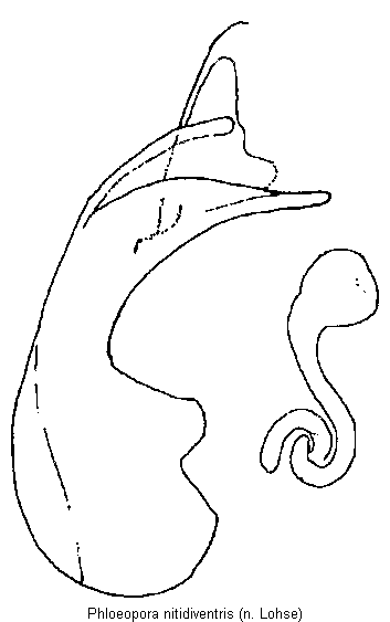 phloeopora_nitidiventris.gif