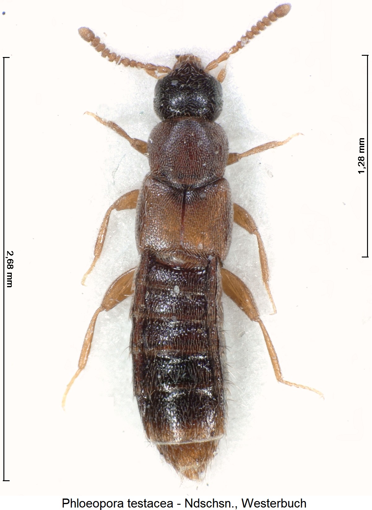 phloeopora_testacea_ck5836_hab.jpg