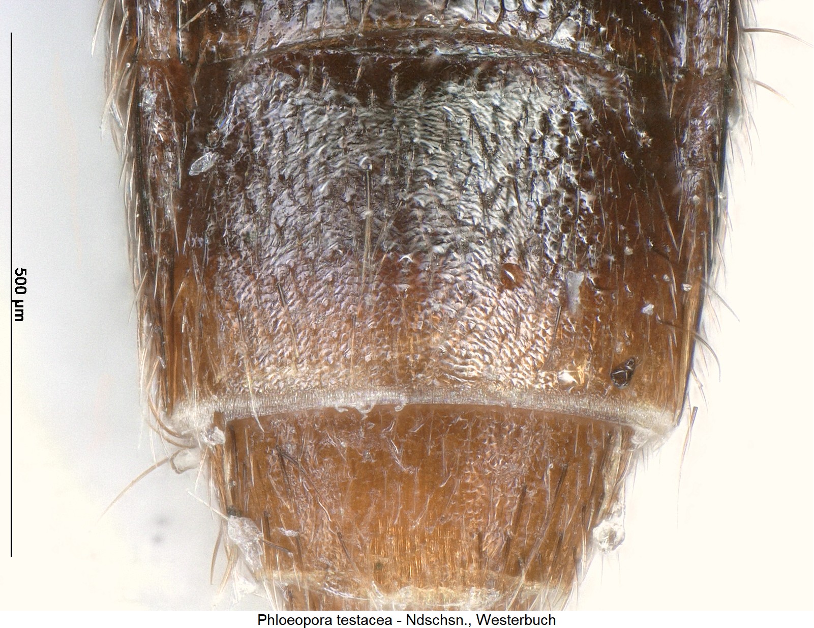 phloeopora_testacea_ck5836_ter.jpg