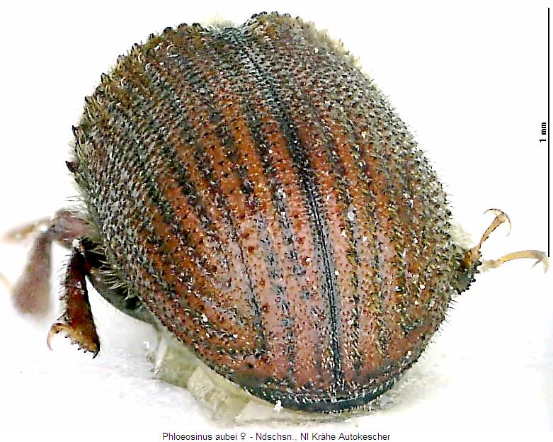 phloeosinus_aubei_fld.jpg