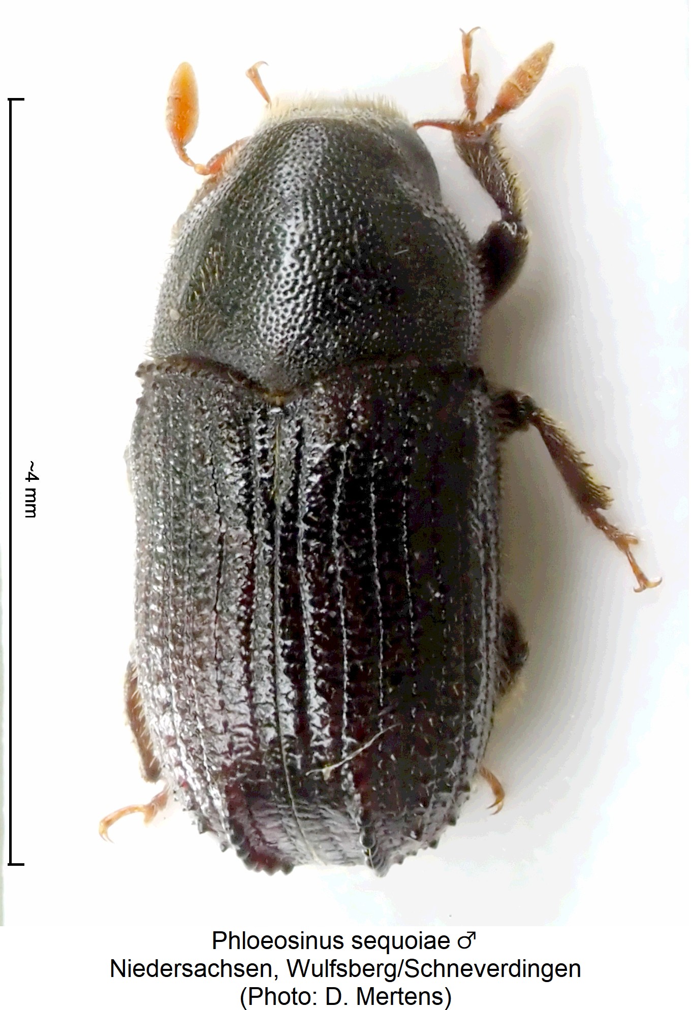 phloeosinus_sequoiae_m_hab1.jpg