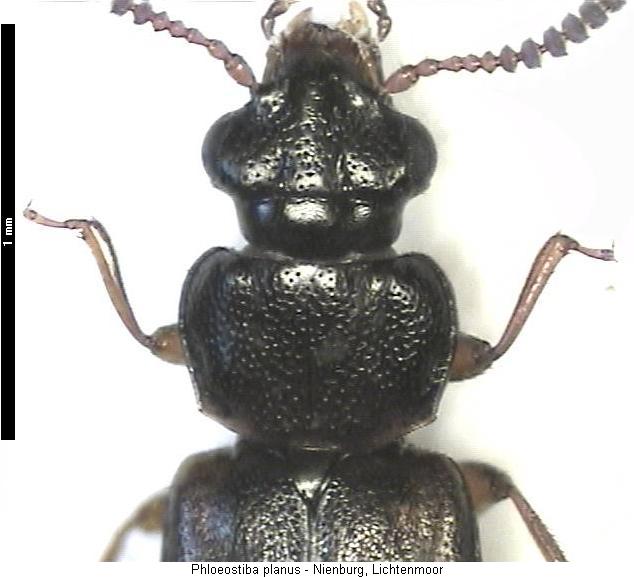 phloeostiba_planus_vk.jpg