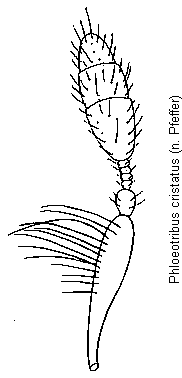 phloeotribus_cristatus_f.gif