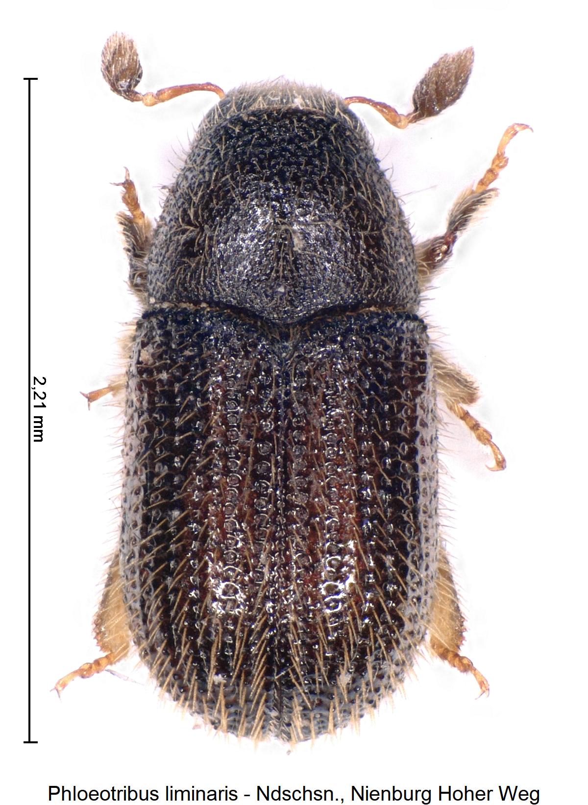 phloeotribus_liminaris_hab.jpg