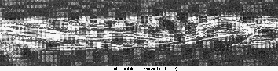 phloeotribus_pubifrons_frass.gif