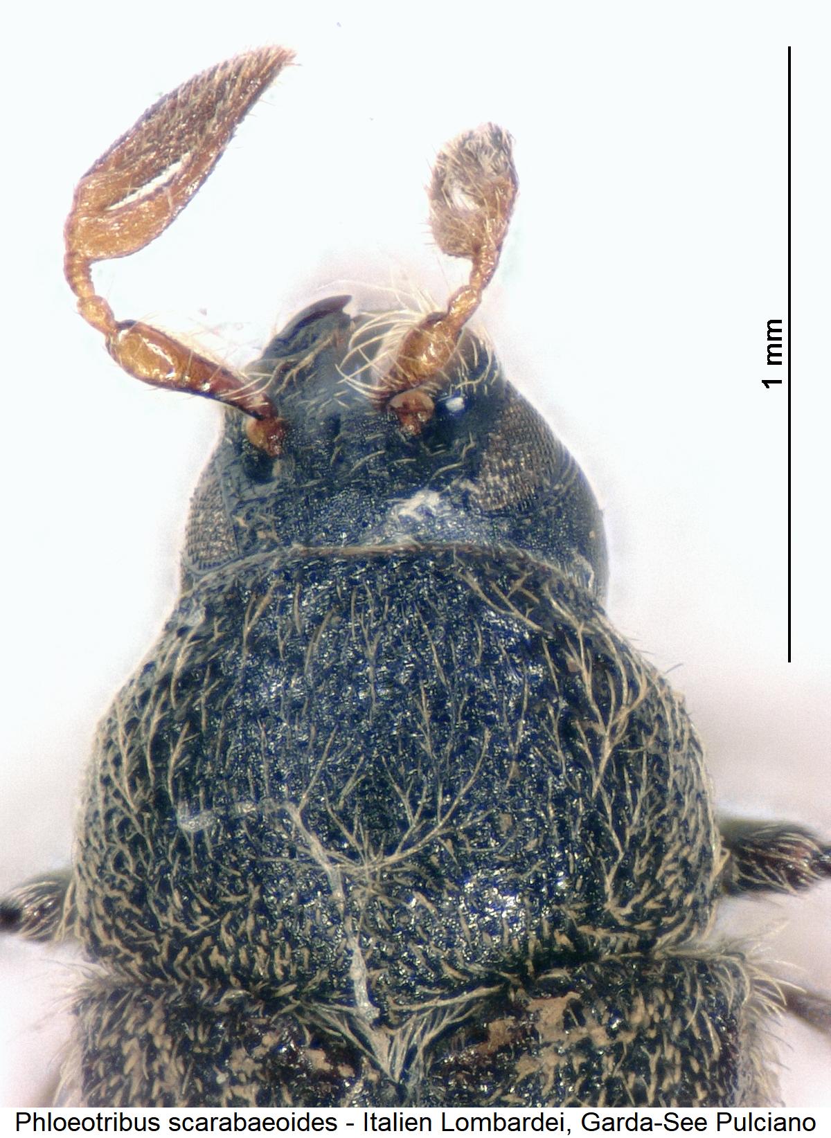 phloeotribus_scarabaeoides_vk.jpg