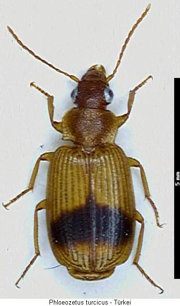 phloeozetus_turcicus_hab.jpg