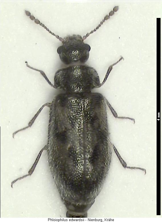 phloiophilus_edwardsii_hab.jpg