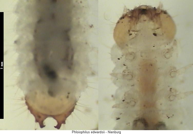 phloiophilus_edwardsii_larveiii.jpg