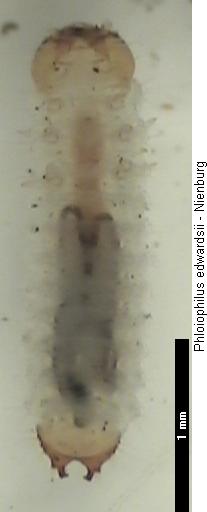 phloiophilus_edwardsii_larveiiia.jpg