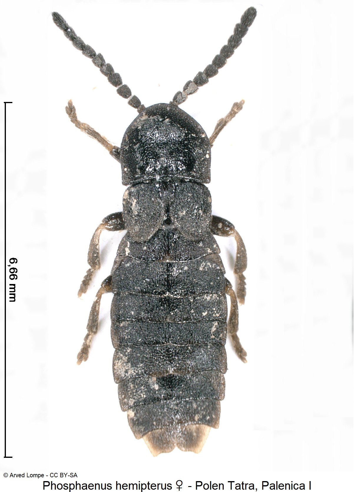phosphaenus_hemipterus_w_ck34336326_hab.jpg