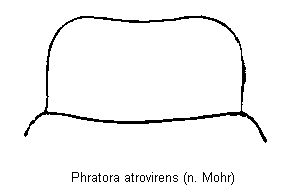phratora_atrovirens_hsch.gif