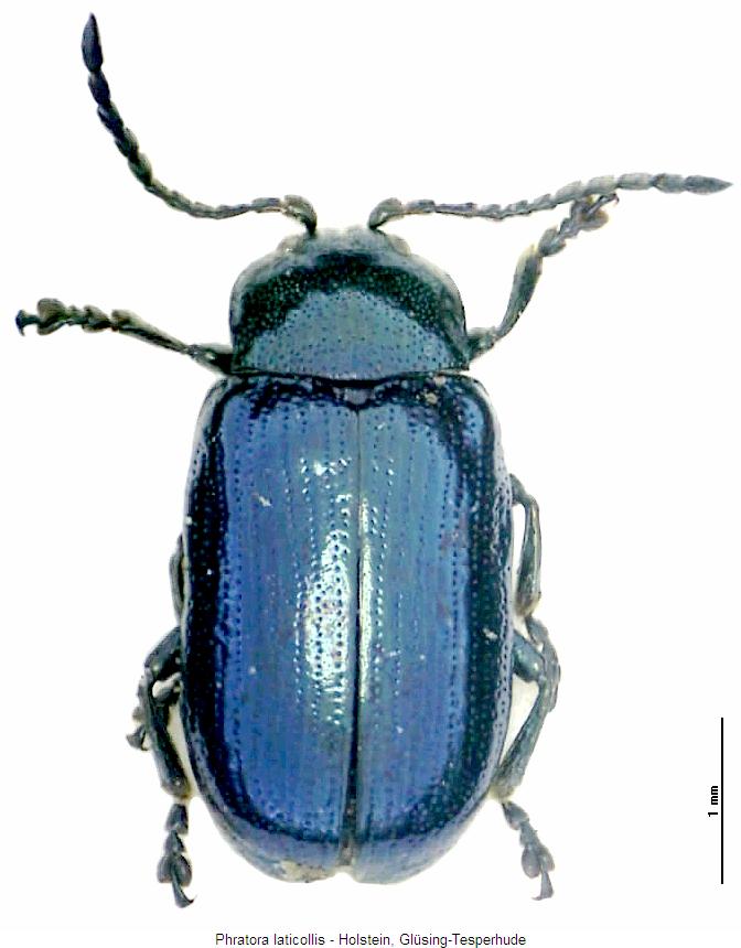 phratora_laticollis_hab.jpg