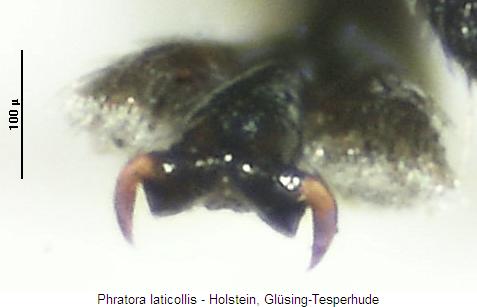 phratora_laticollis_kl.jpg