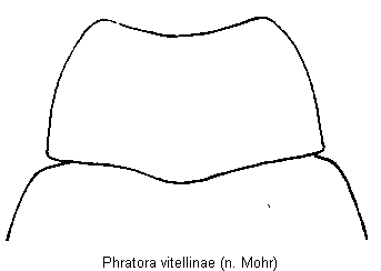 phratora_vitellinae_hsch.gif