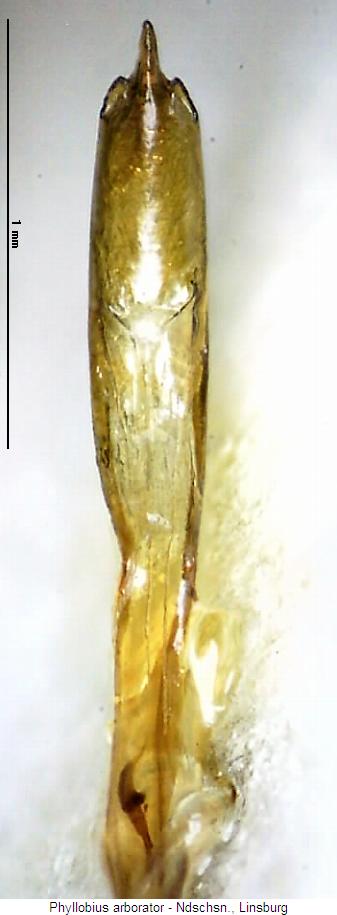 phyllobius_arborator.jpg