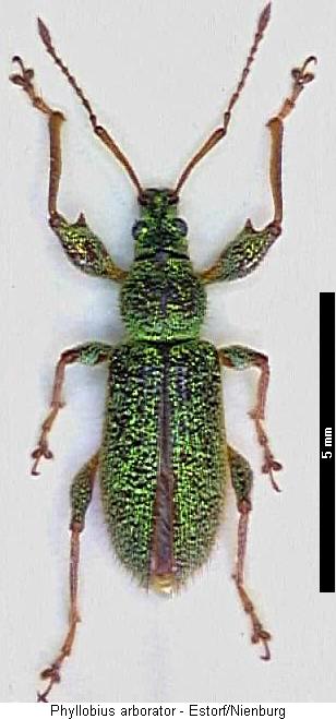 phyllobius_arborator_hab.jpg