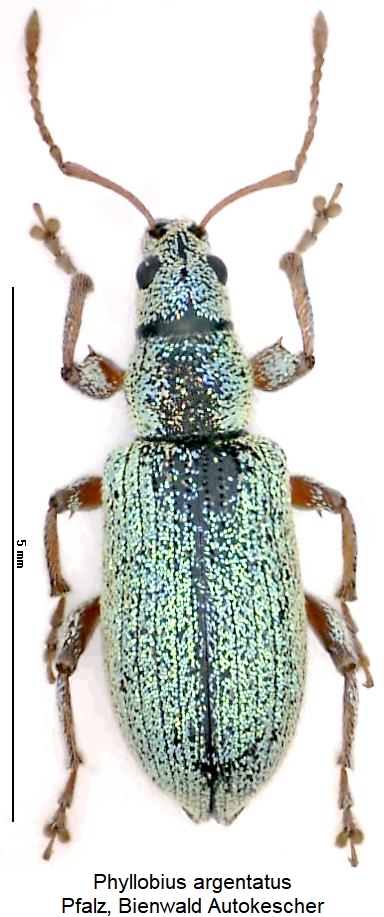 phyllobius_argentatus_hab.jpg