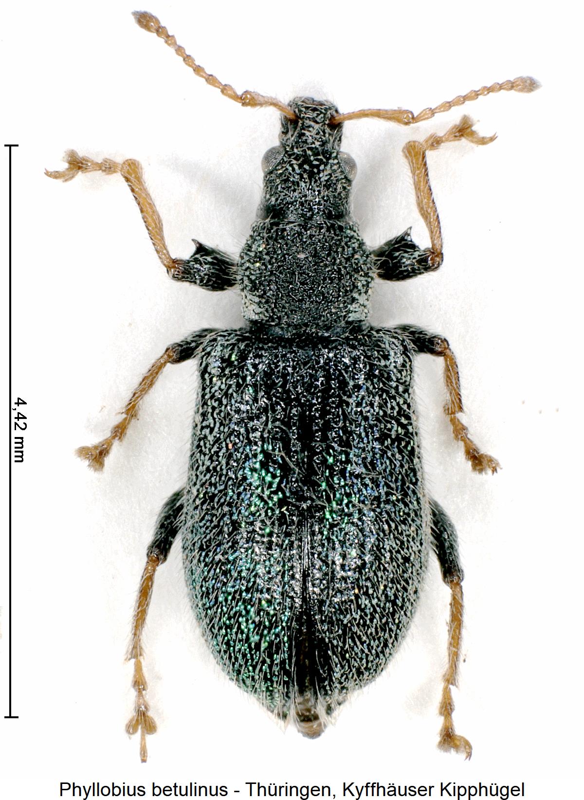 phyllobius_betulinus_hab.jpg