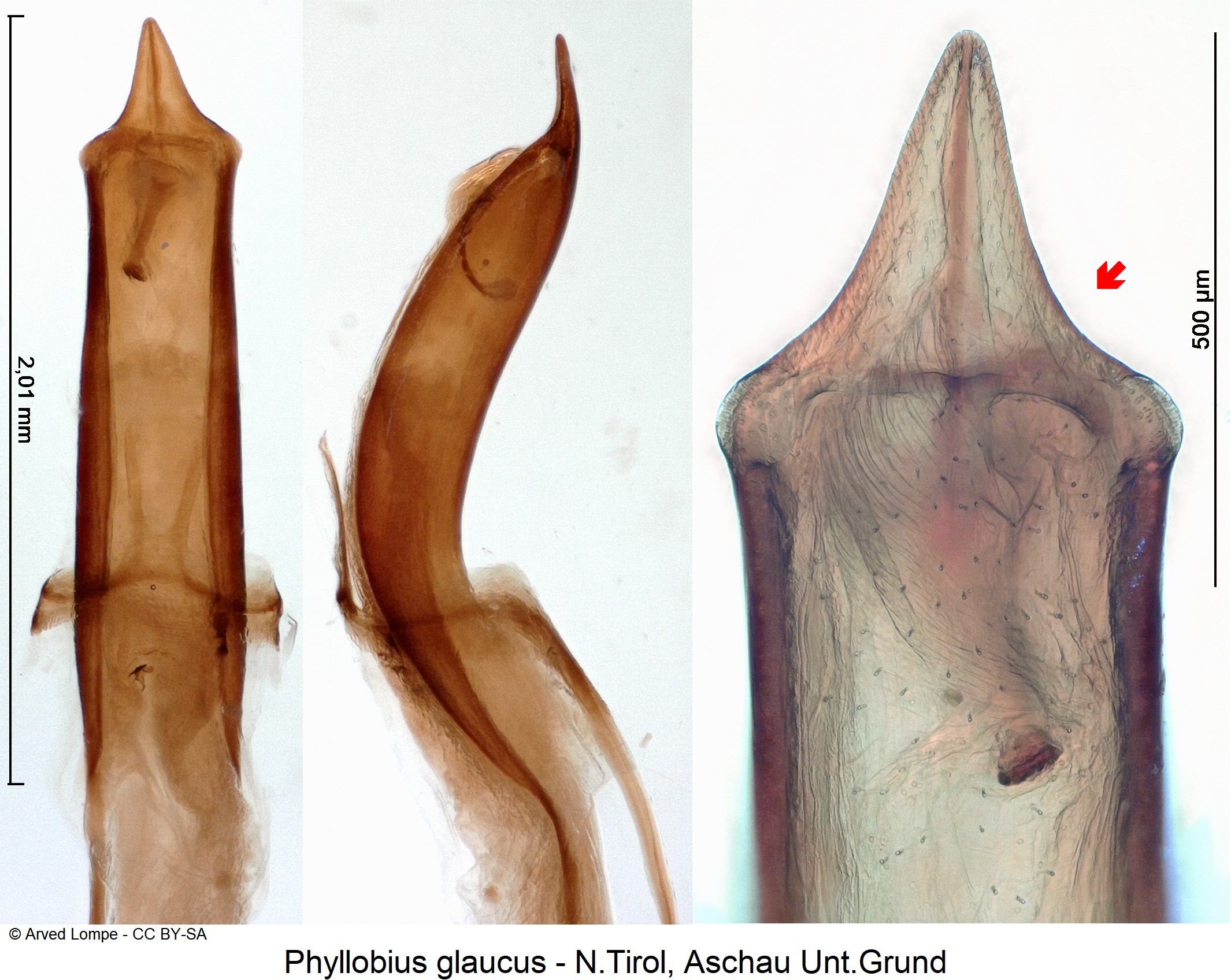 phyllobius_glaucus_ck13802.jpg