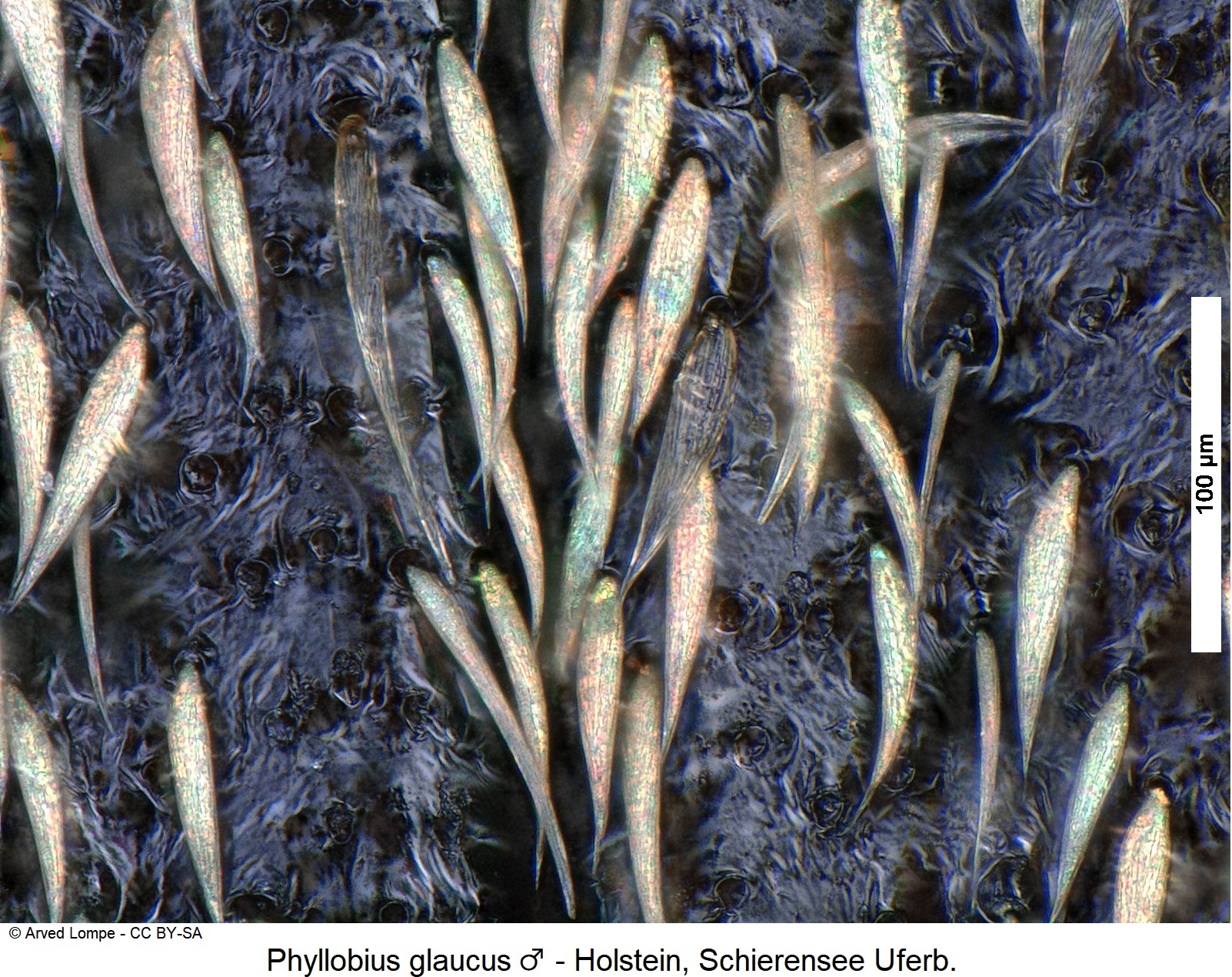phyllobius_glaucus_m_ck13800_int-1.jpg