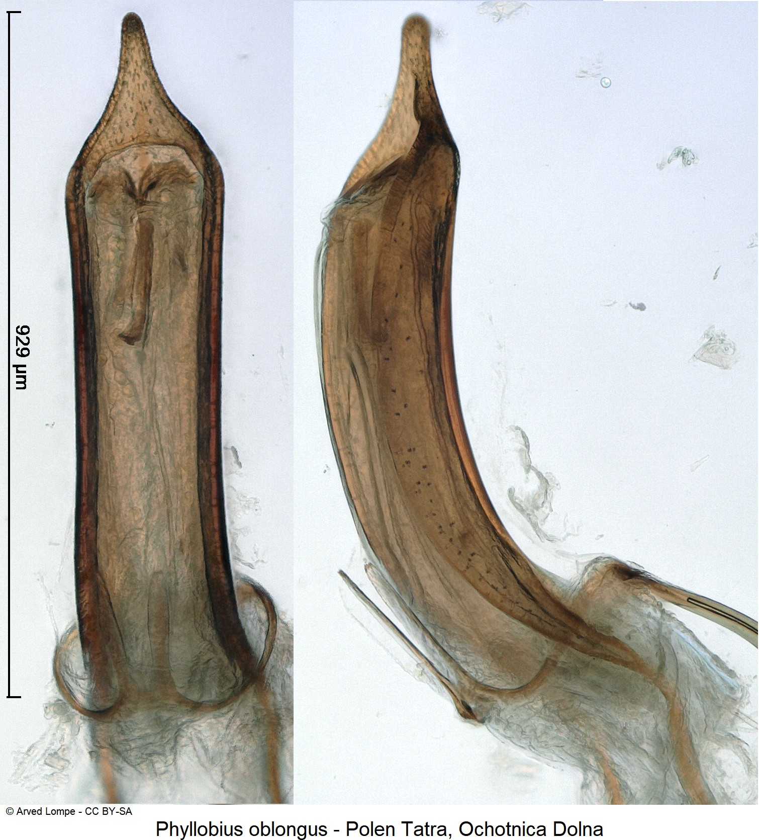 phyllobius_oblongus_ck32785686.jpg