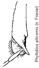 phyllobius_pilicornis_hschn.gif