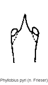 phyllobius_pyri.gif