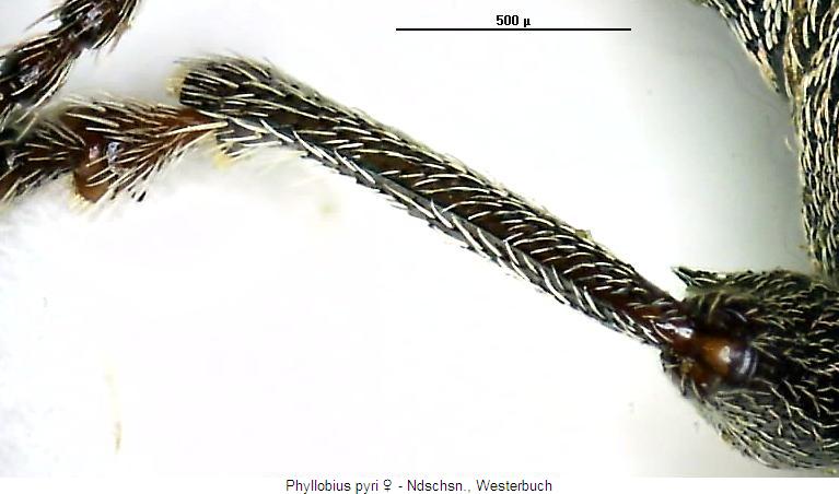 phyllobius_pyri_vschn.jpg