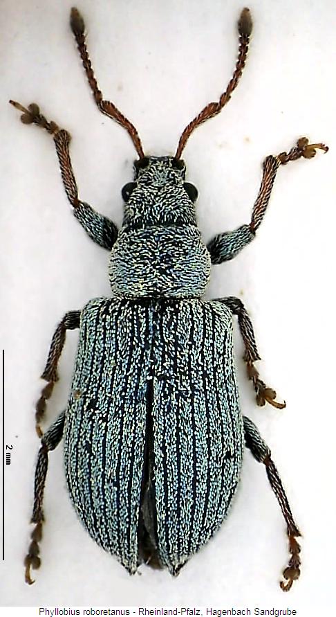 phyllobius_roboretanus_hab.jpg