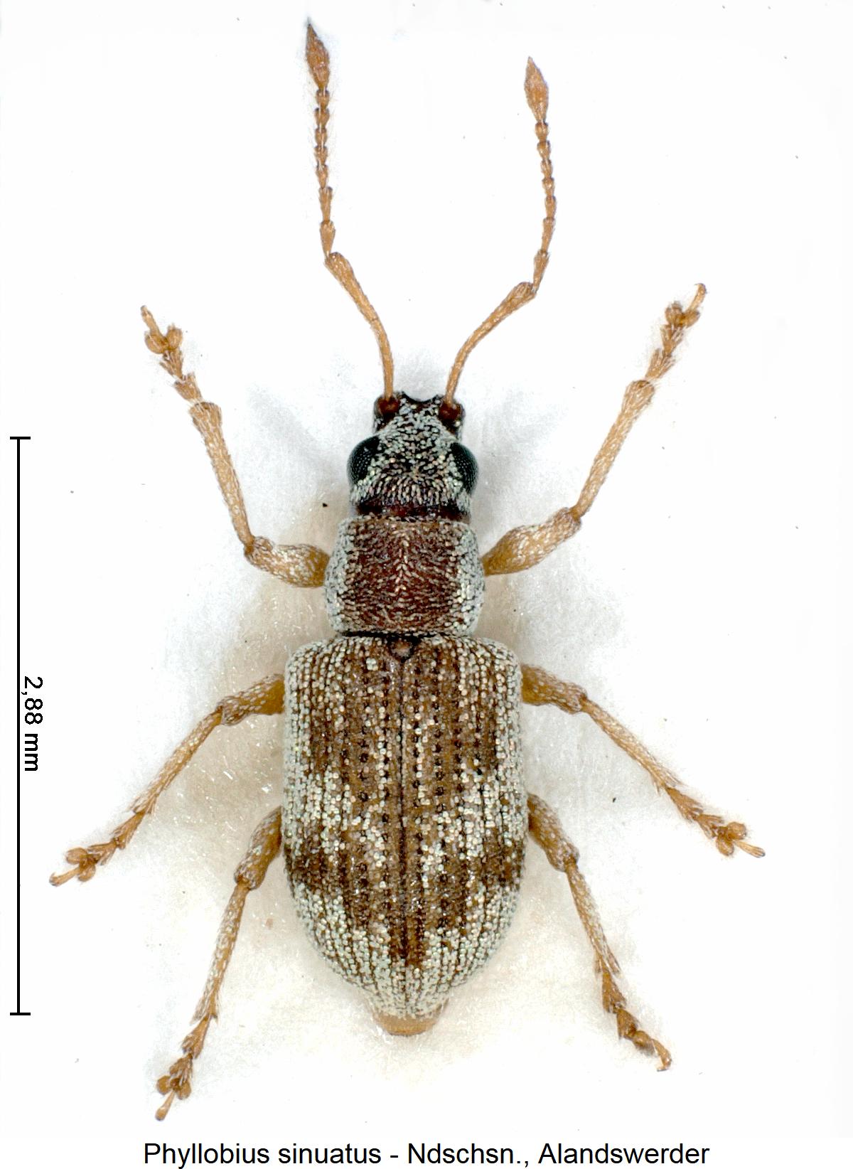 phyllobius_sinuatus_hab.jpg