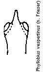 phyllobius_vespertinus.gif