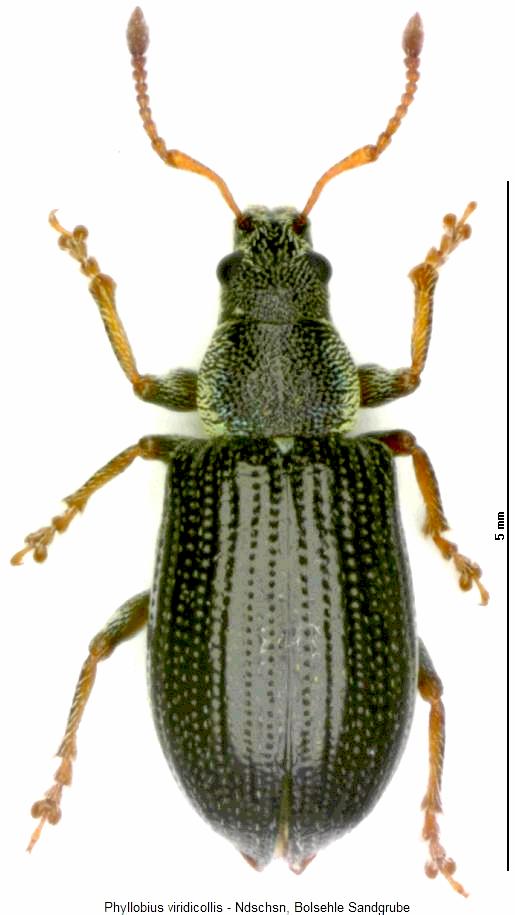 phyllobius_viridicollis_hab.jpg