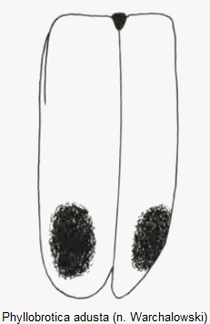 phyllobrotica_adusta_fld.gif