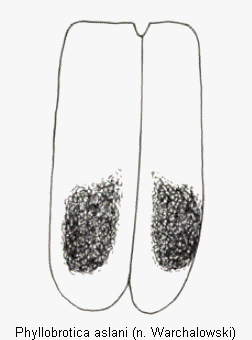 phyllobrotica_aslani_fld.gif